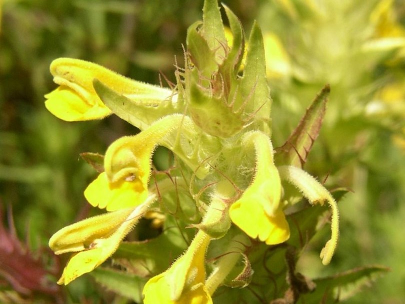 Szakállas csormolya - Melampyrum barbatum, Melampyrum barbatum, virág